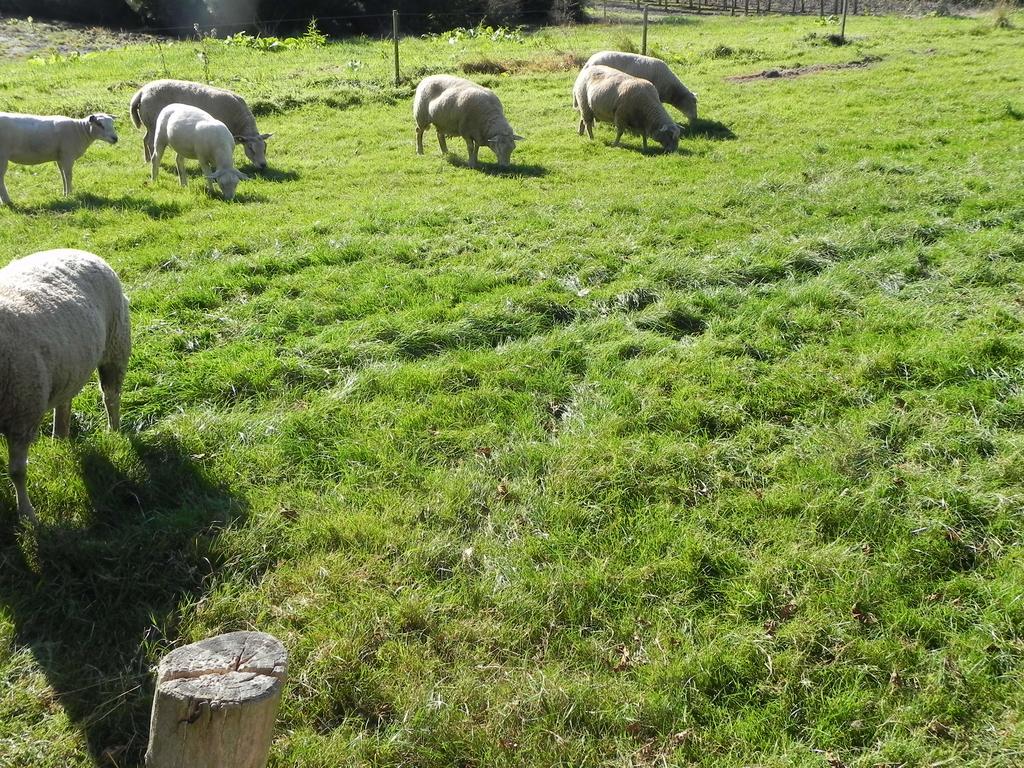 Hoeve De Mertel Biezenmortel Exterior foto